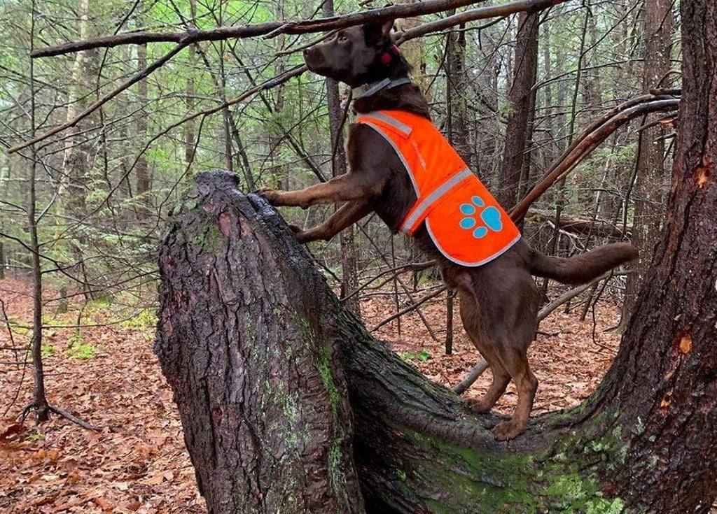 Reflective Dog Vest Hi-Vis M Size 30.75 in Chest x 23.5 in Neck Orange