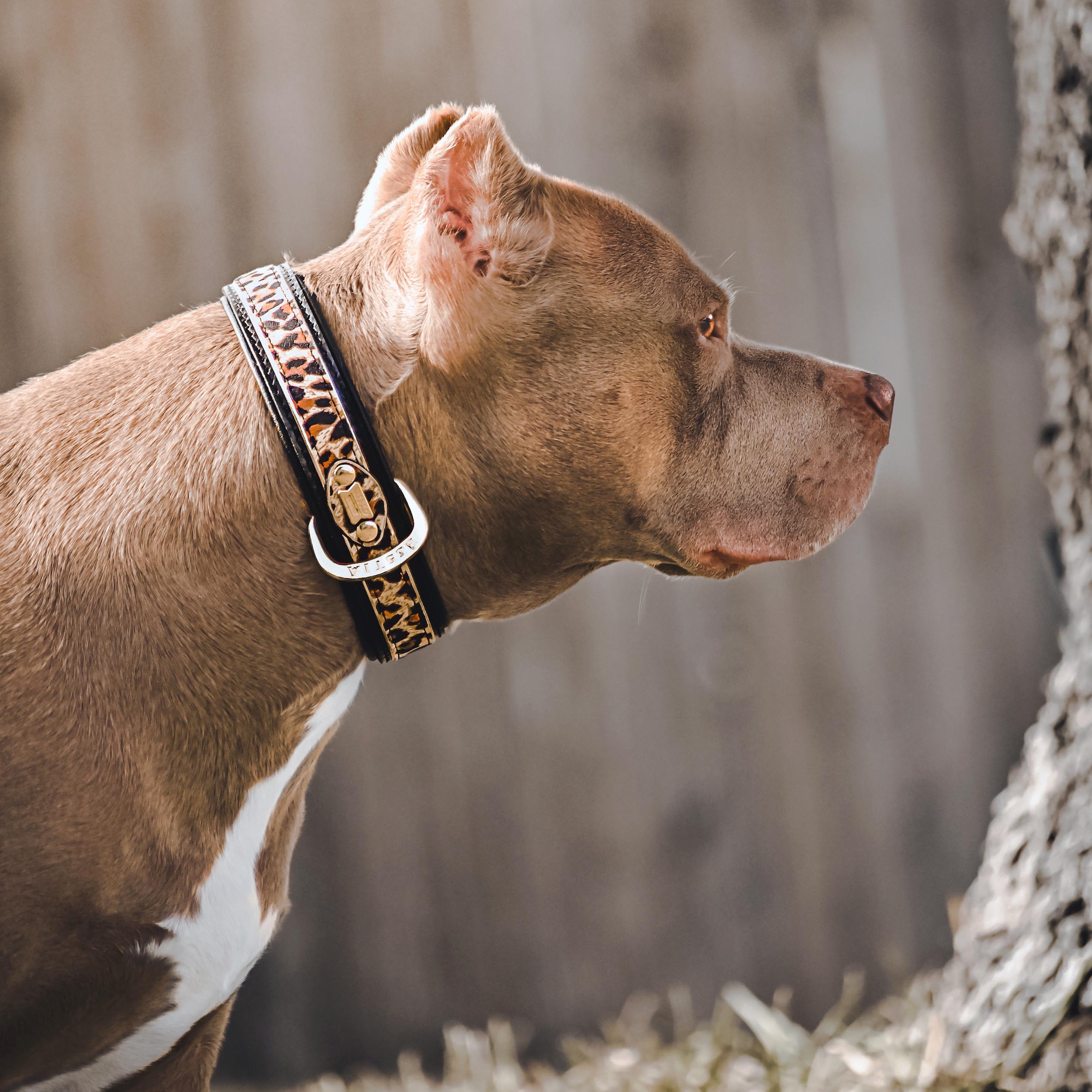 The Leopard Collar