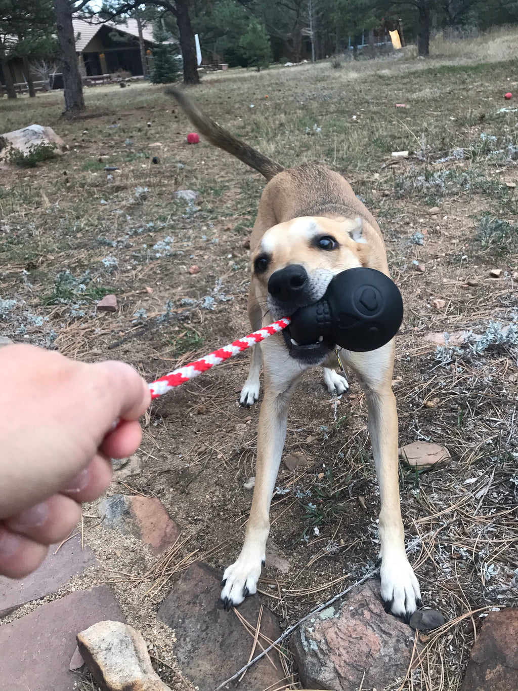 USA-K9 Magnum Skull - Black Magnum Rubber Chew Toy for Extreme Chewers