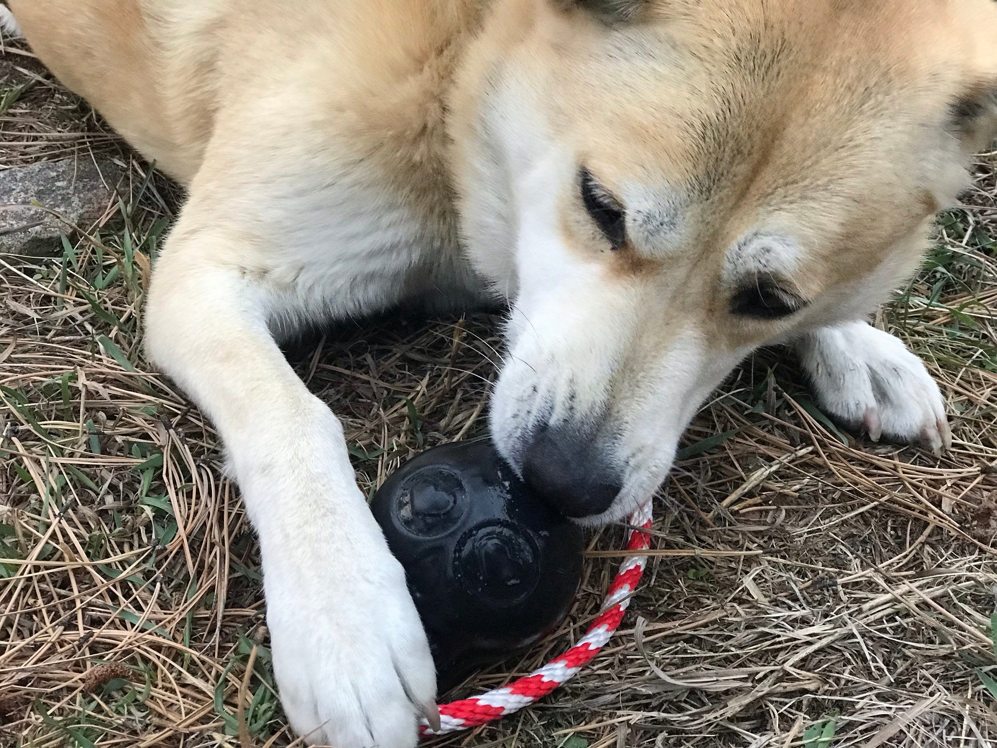 USA-K9 Skull Dog Chew Toy & Treat Dispenser