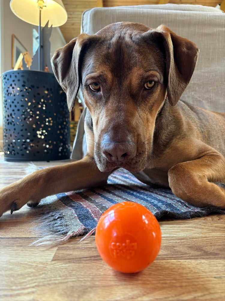 Squeak Ball - Durable Squeaky Dog Toy, Floats, Chew Toy