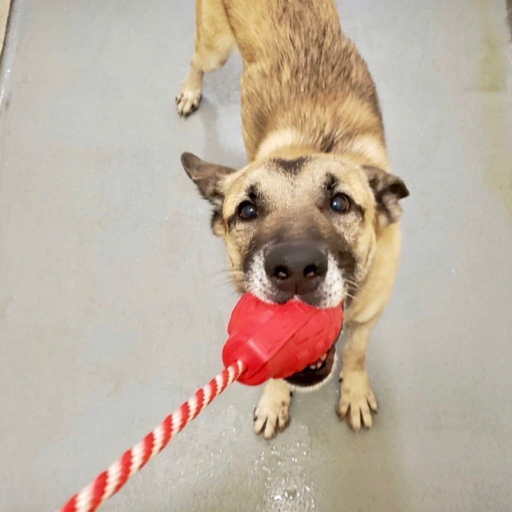 USA-K9 Grenade Rubber Dog Chew Toy | K9 Handler Reward Toy