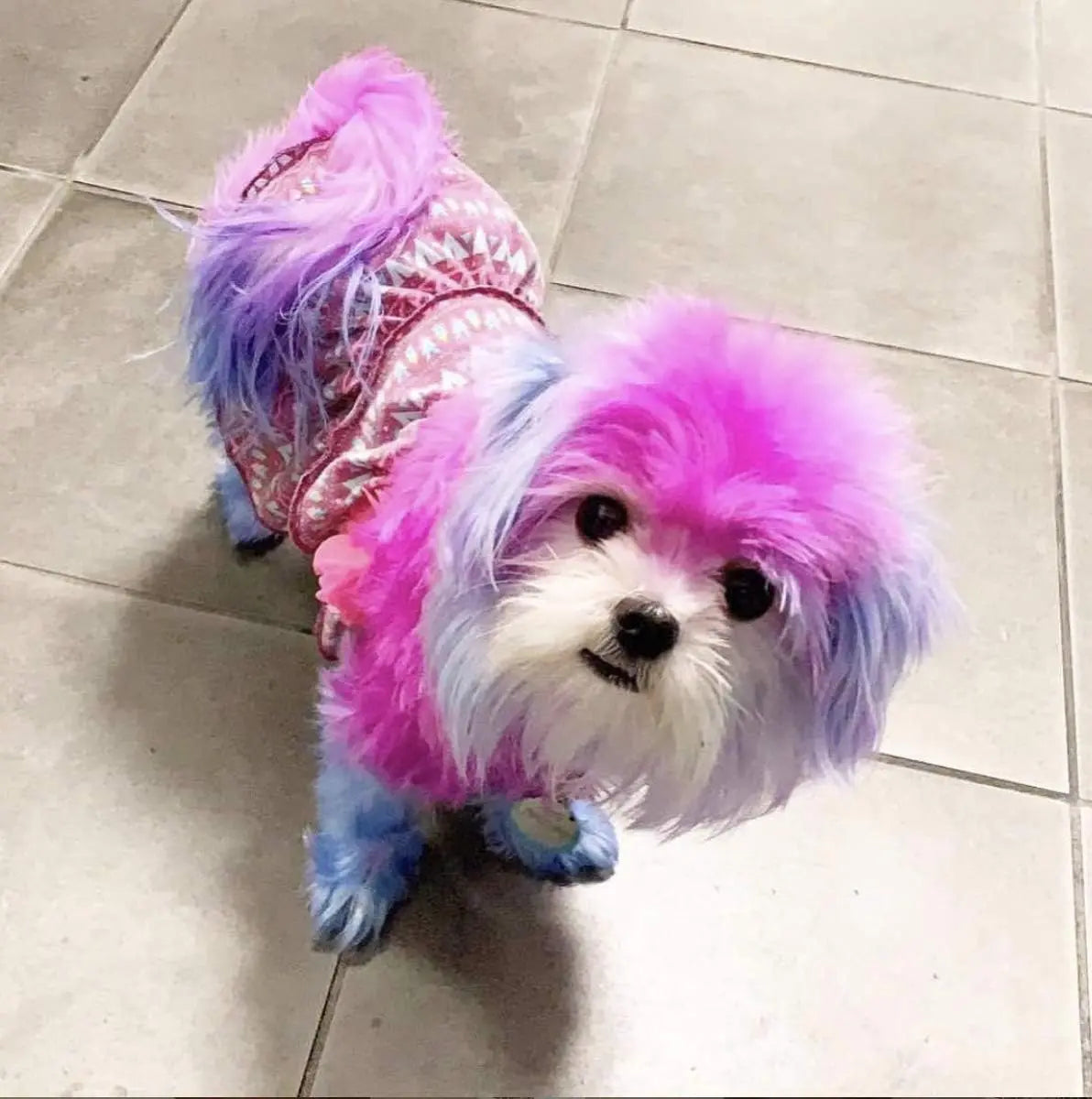 Warren London Critter Non-Toxic Color Temporary Pet Fur Dye