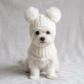 Small white dog wearing a white knitted winter hat with two fluffy pom-poms