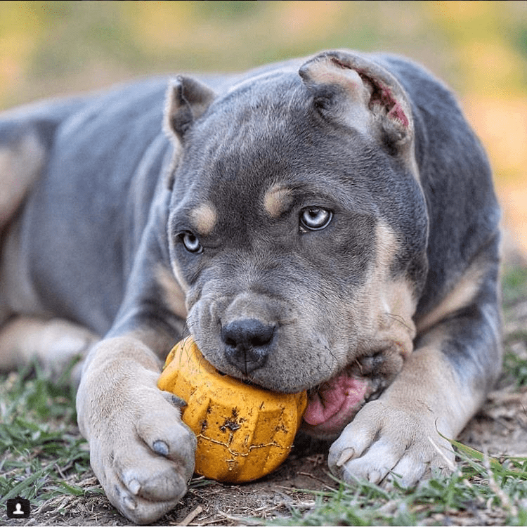 Gear eDispenser - Durable Rubber Yak Chew Holder & Treat Pocket
