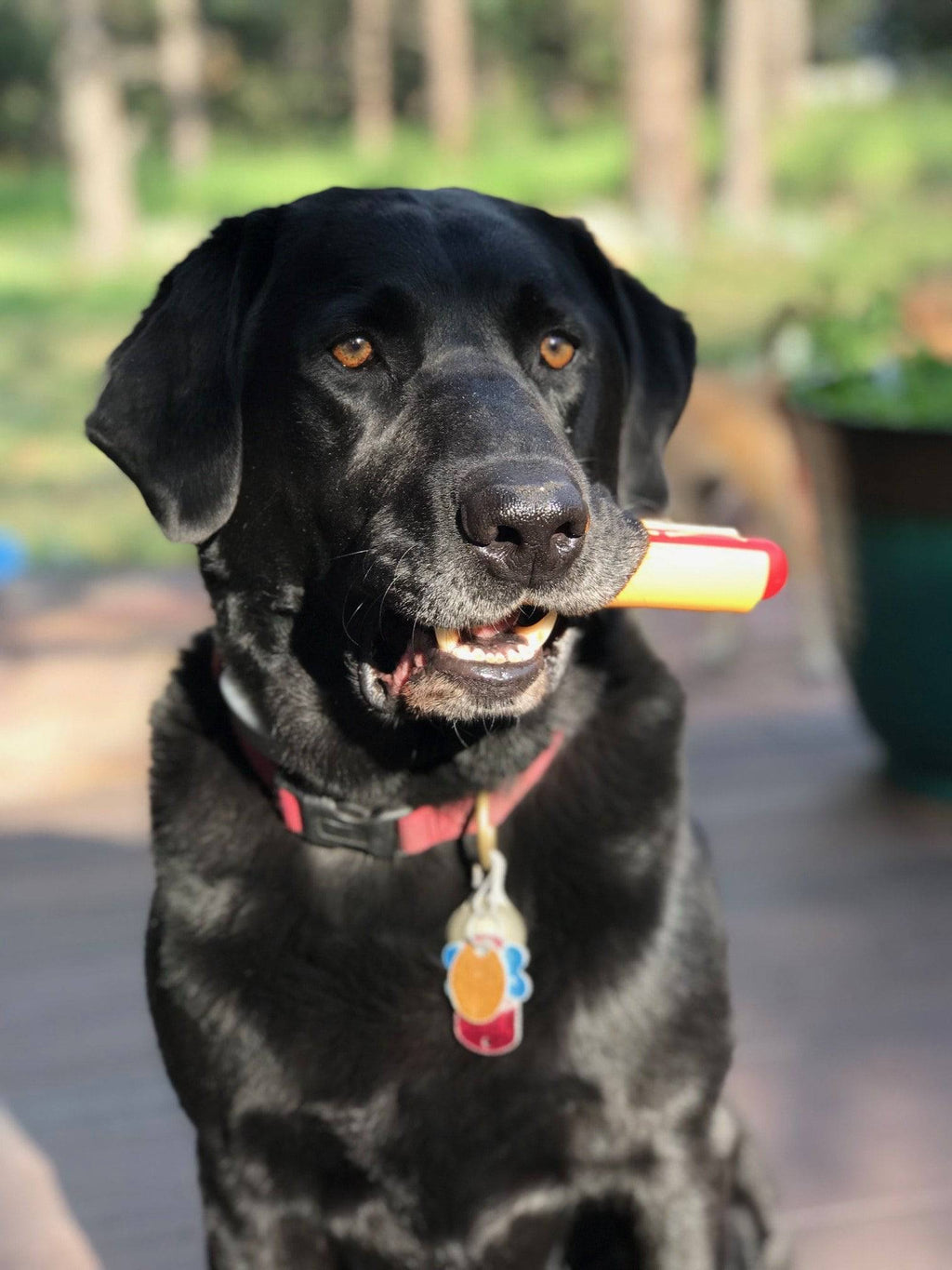 Hot Dog Nylon Dog Toy for Aggressive Chewers